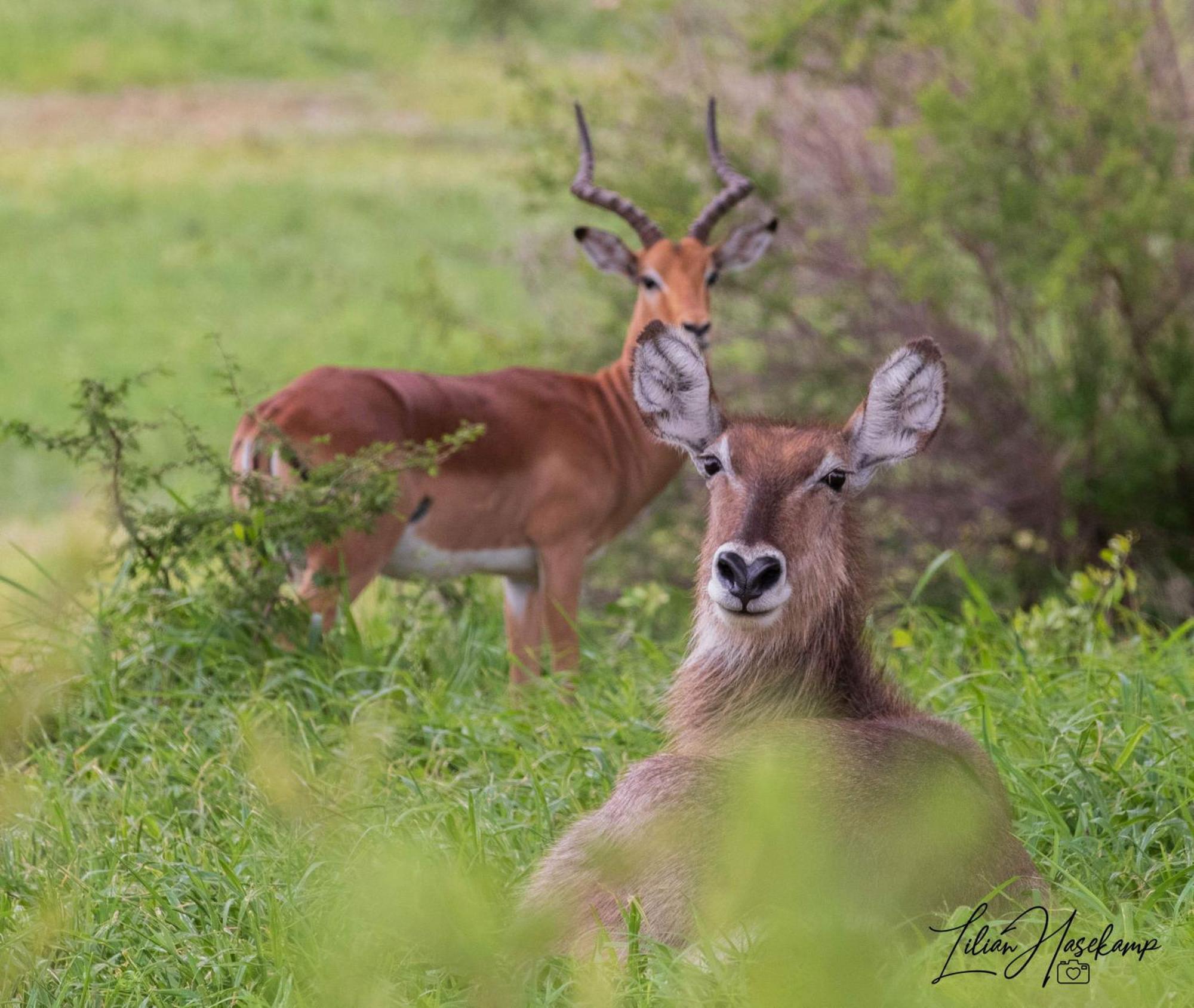 Hasekamp Family Bush Lodge Ходспруит Екстериор снимка