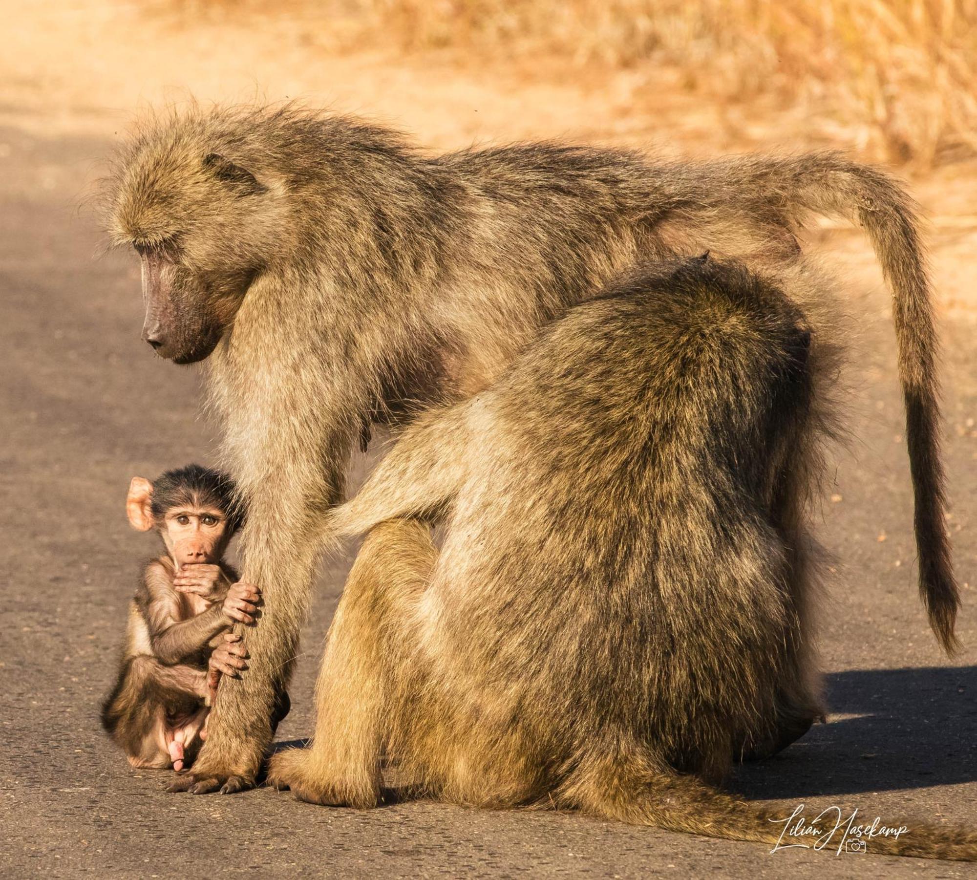 Hasekamp Family Bush Lodge Ходспруит Екстериор снимка